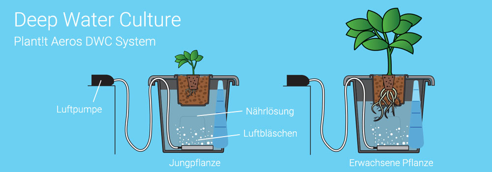 Plantit Deep Water Culture
